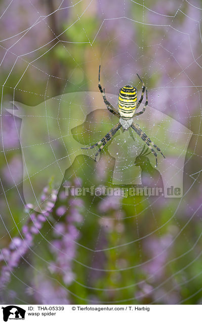 Wespenspinne / wasp spider / THA-05339