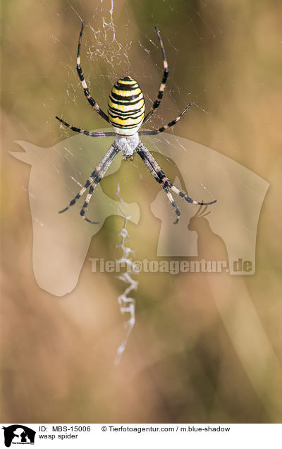 Wespenspinne / wasp spider / MBS-15006