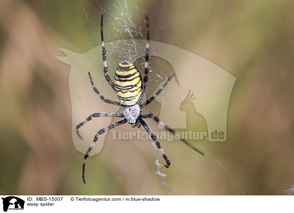 Wespenspinne / wasp spider / MBS-15007