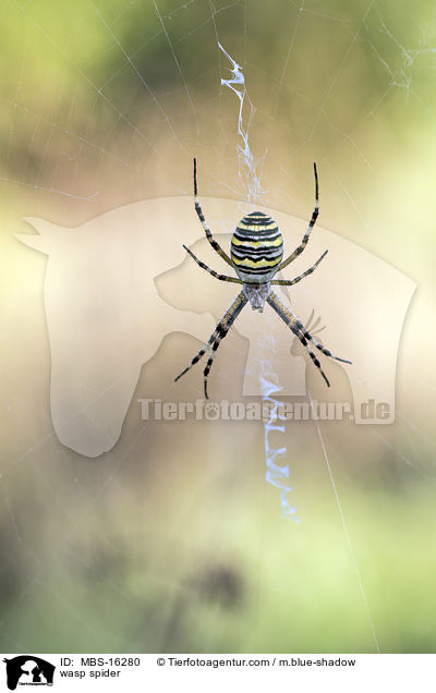 Wespenspinne / wasp spider / MBS-16280