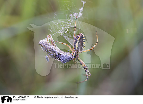 Wespenspinne / wasp spider / MBS-16281