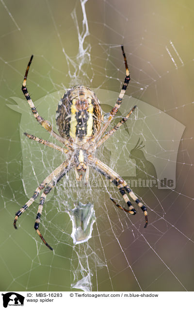 Wespenspinne / wasp spider / MBS-16283