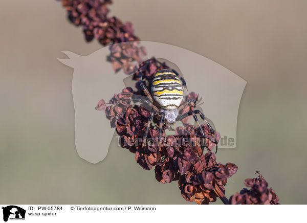 wasp spider / PW-05784