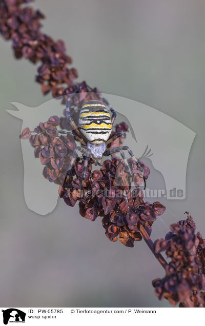 Wespenspinne / wasp spider / PW-05785