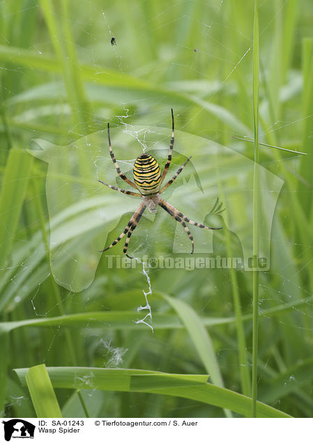 Wasp Spider / SA-01243