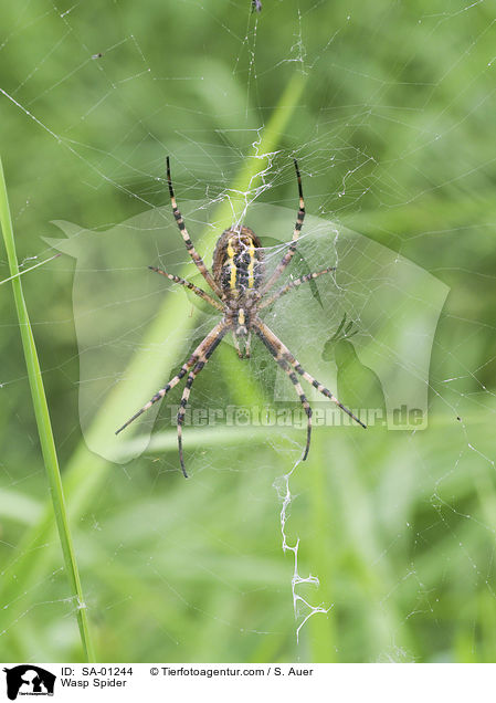 Wasp Spider / SA-01244