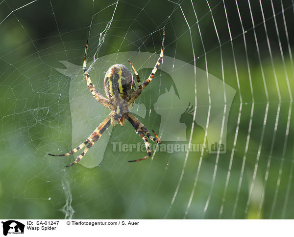 Wasp Spider / SA-01247