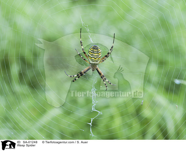 Wasp Spider / SA-01248