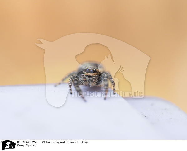 Wespenspinne / Wasp Spider / SA-01250