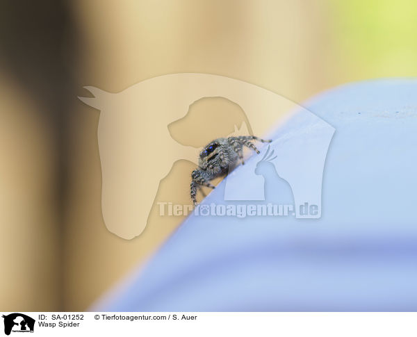 Wespenspinne / Wasp Spider / SA-01252