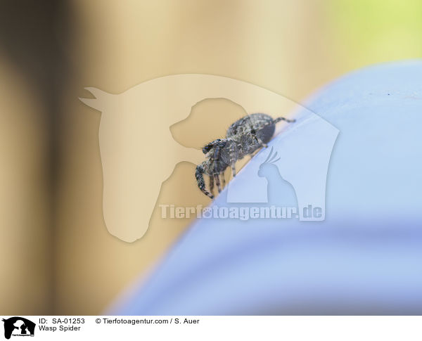 Wespenspinne / Wasp Spider / SA-01253