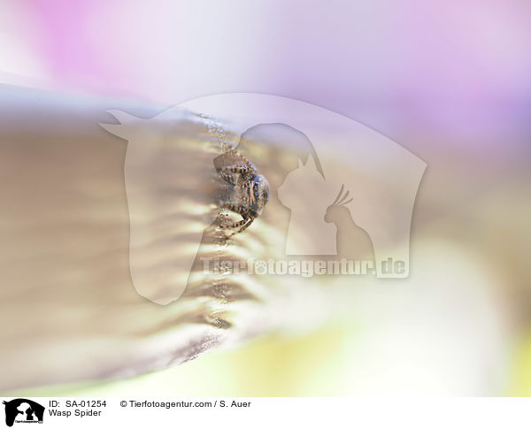 Wespenspinne / Wasp Spider / SA-01254