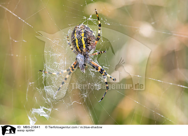 Wespenspinne / wasp spider / MBS-23841