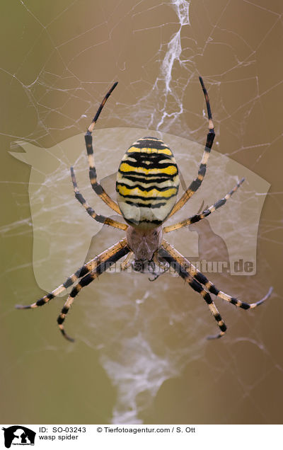 Wespenspinne / wasp spider / SO-03243