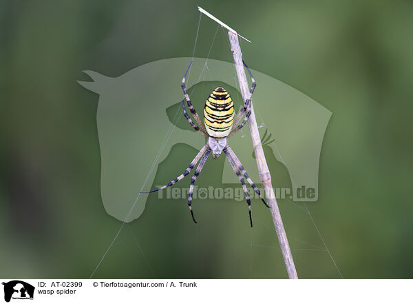 Wespenspinne / wasp spider / AT-02399