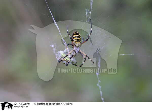 Wespenspinne / wasp spider / AT-02401