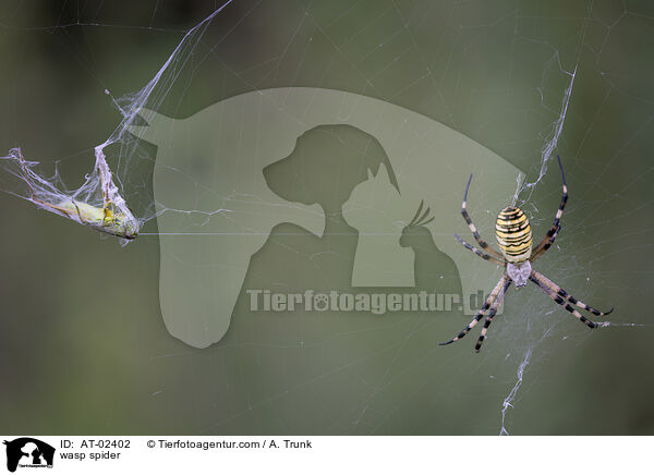 Wespenspinne / wasp spider / AT-02402