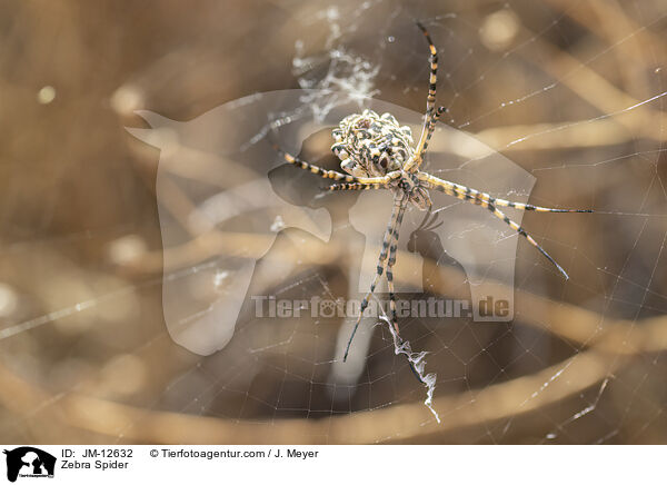 Zebraspinne / Zebra Spider / JM-12632