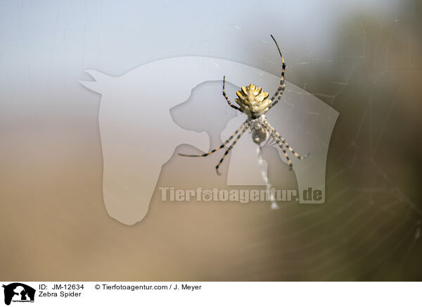Zebraspinne / Zebra Spider / JM-12634
