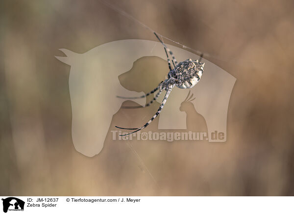 Zebraspinne / Zebra Spider / JM-12637