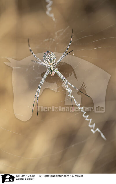 Zebra Spider / JM-12639