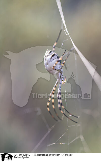 Zebraspinne / Zebra Spider / JM-12640