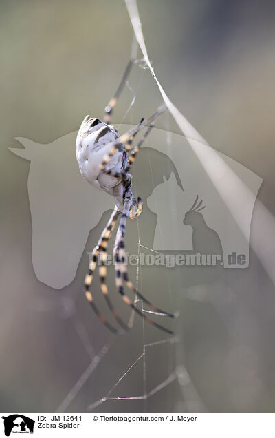 Zebra Spider / JM-12641