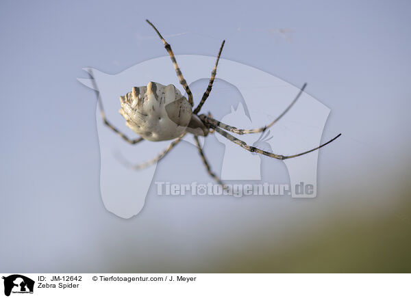 Zebraspinne / Zebra Spider / JM-12642