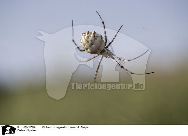 Zebraspinne / Zebra Spider / JM-12643