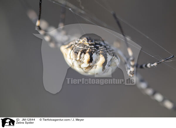 Zebraspinne / Zebra Spider / JM-12644