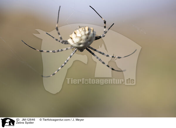 Zebraspinne / Zebra Spider / JM-12646
