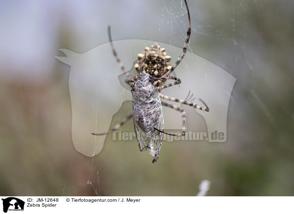 Zebra Spider / JM-12648