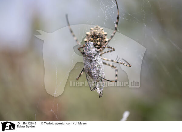 Zebra Spider / JM-12649