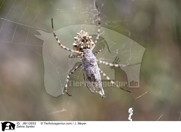 Zebraspinne / Zebra Spider / JM-12652