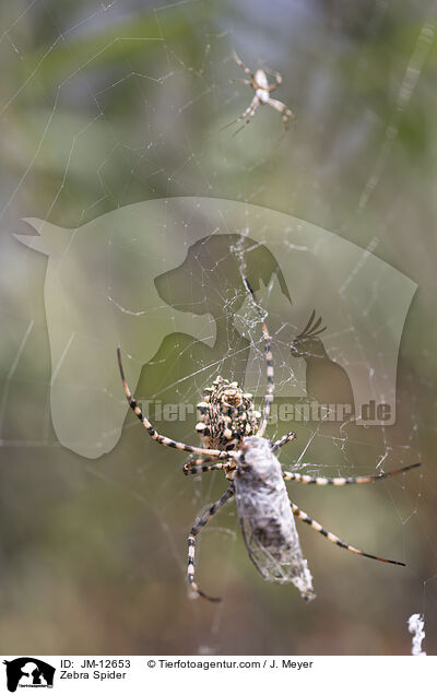 Zebra Spider / JM-12653