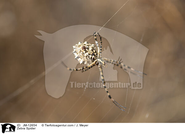Zebra Spider / JM-12654