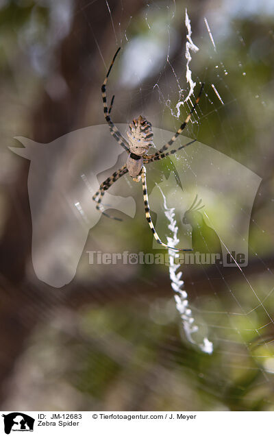 Zebraspinne / Zebra Spider / JM-12683