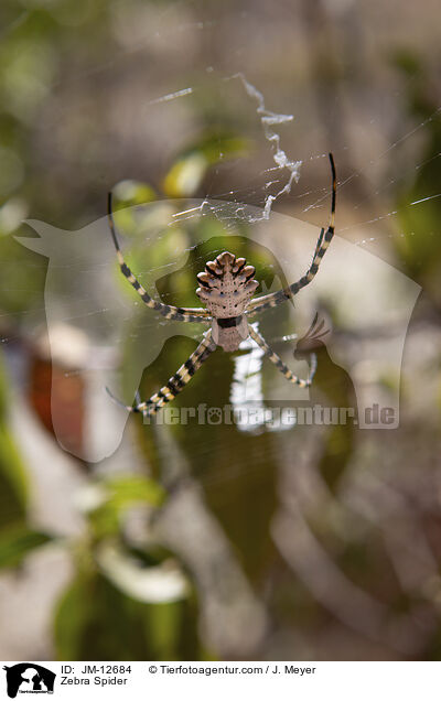 Zebraspinne / Zebra Spider / JM-12684