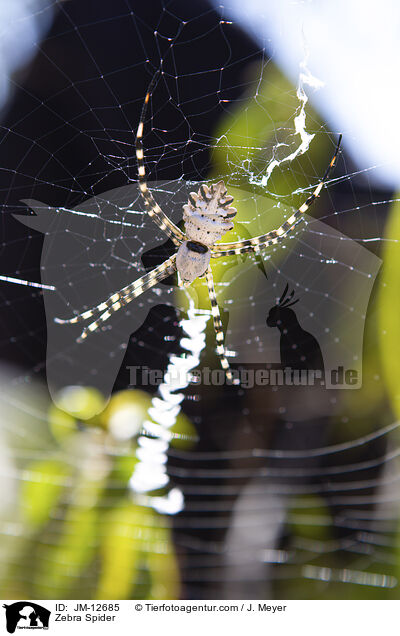 Zebraspinne / Zebra Spider / JM-12685