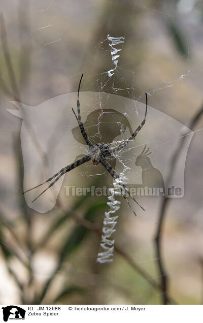 Zebraspinne / Zebra Spider / JM-12688