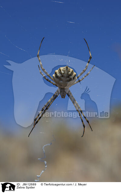 Zebra Spider / JM-12689