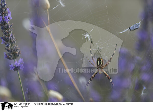 Wespenspinne / wasp spider / JM-16554