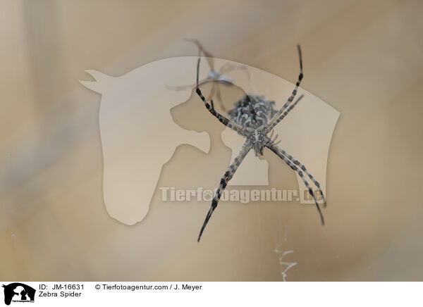 Zebraspinne / Zebra Spider / JM-16631