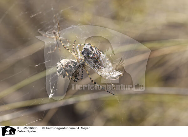Zebraspinne / Zebra Spider / JM-16635