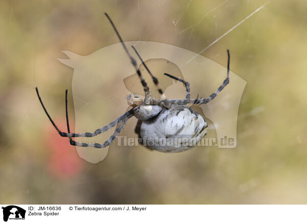 Zebra Spider / JM-16636