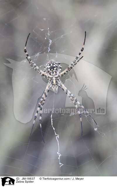 Zebra Spider / JM-16637
