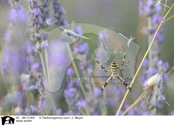 Wespenspinne / wasp spider / JM-17364
