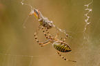 spider with prey