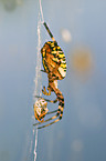 Wasp spider