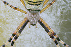 wasp spider